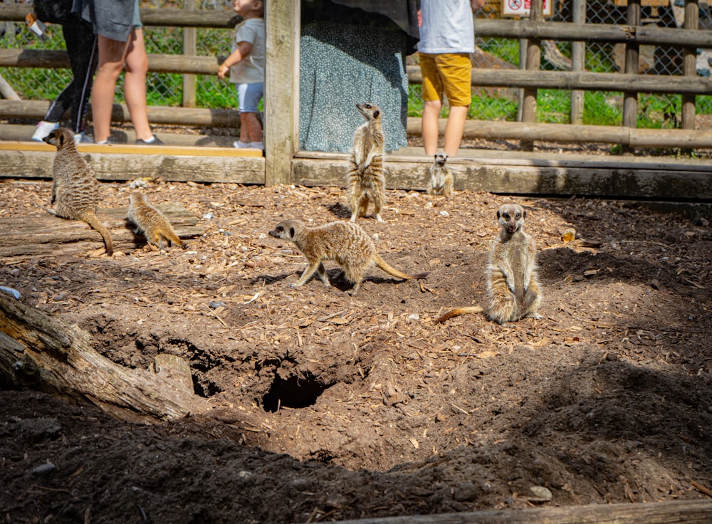 a group of meerkats in a zoo enclosure