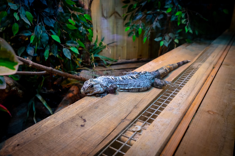 a lizard laying on top of a wooden table