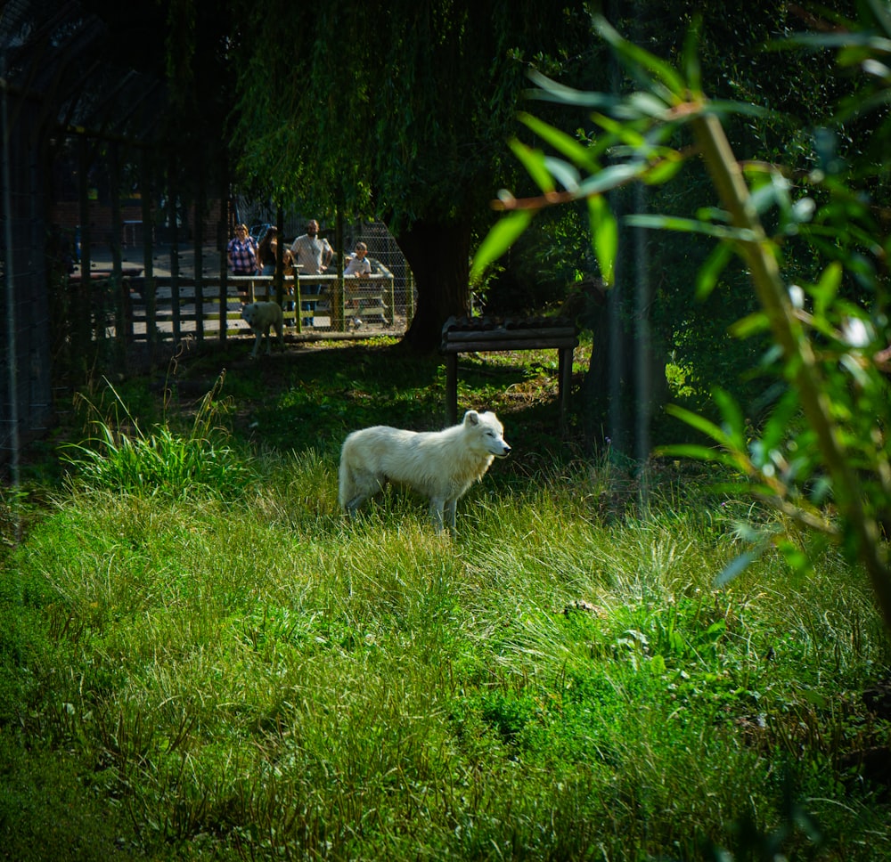 a white sheep standing in a lush green field