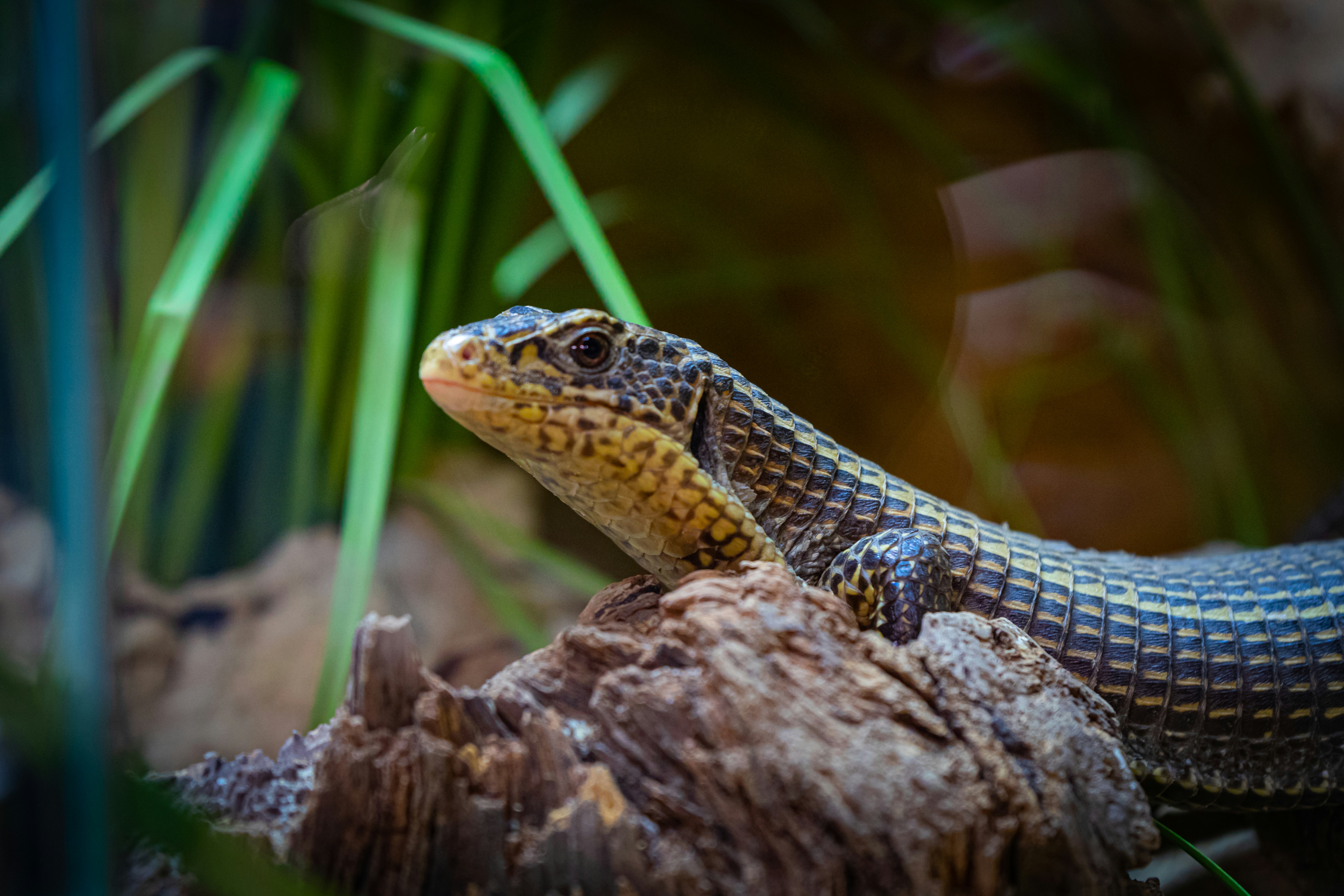 a close up of a lizard on a rock