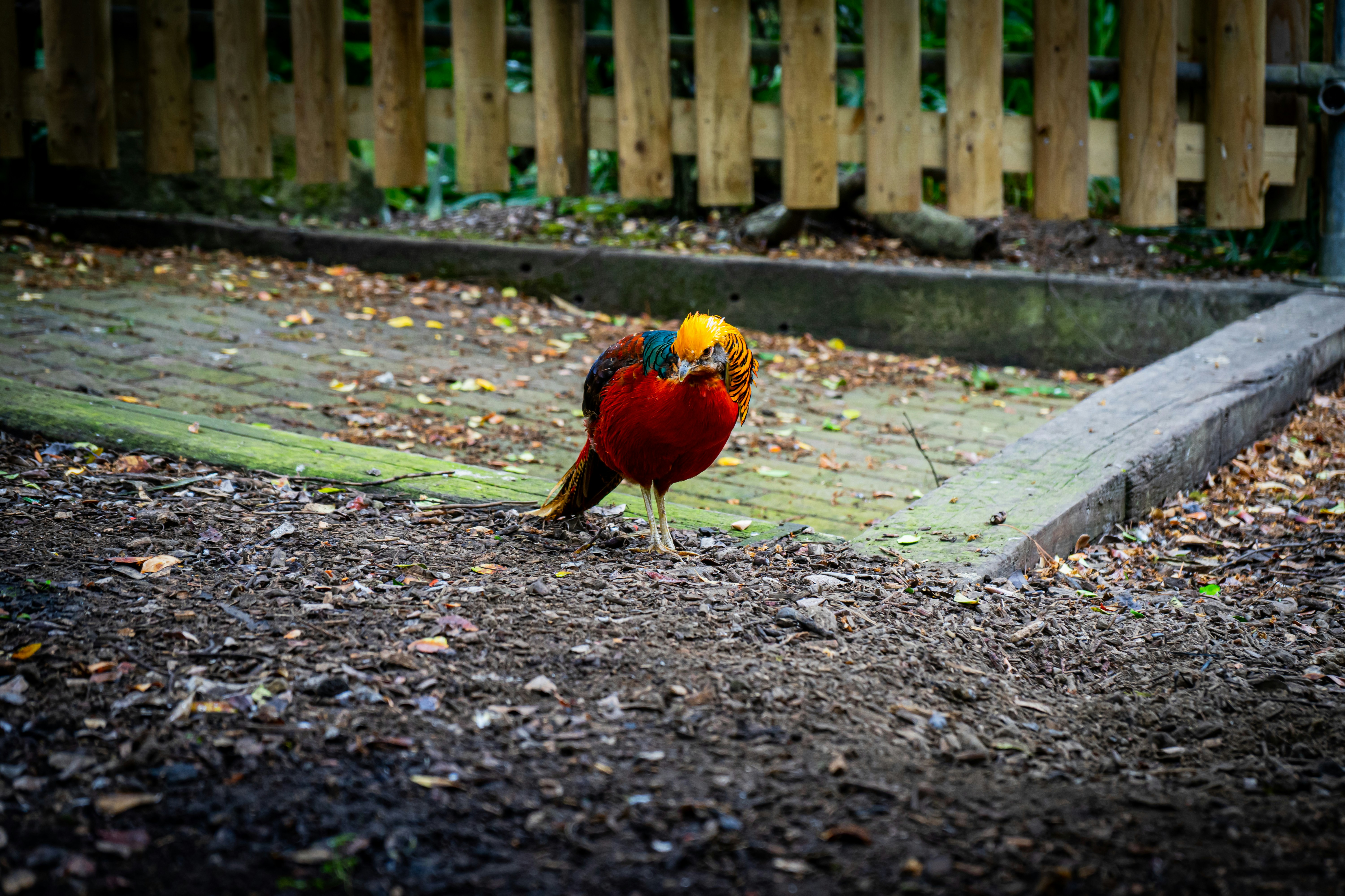 a colorful bird standing on top of a dirt field