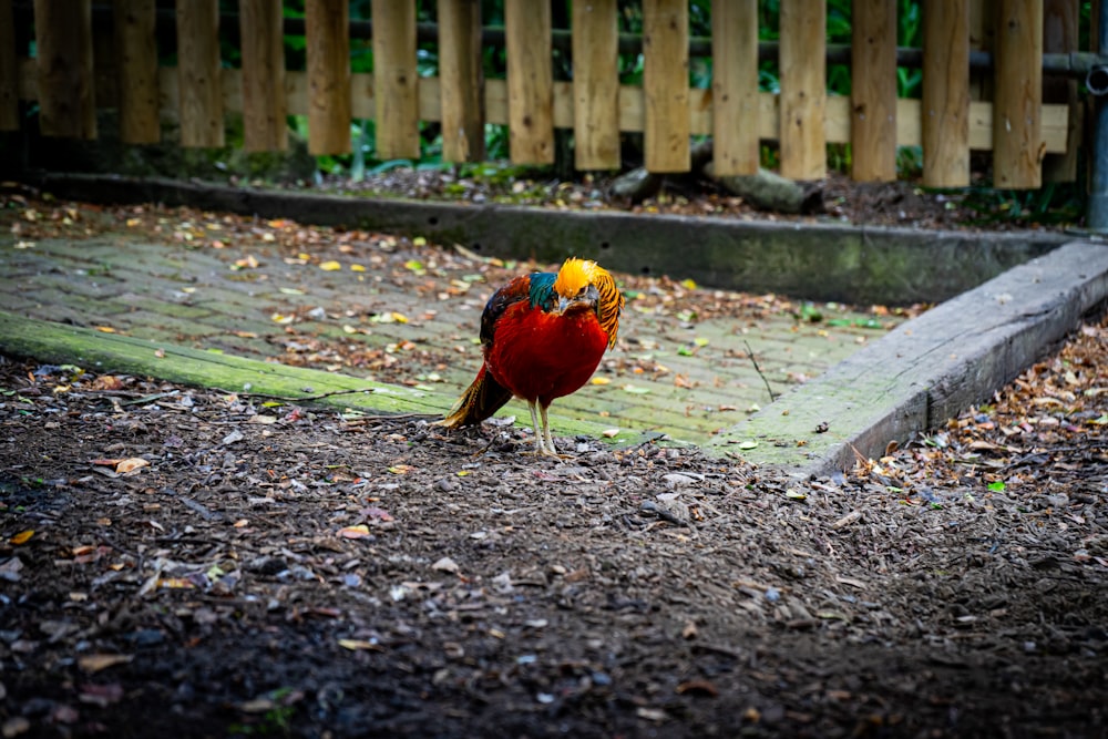 a colorful bird standing on top of a dirt field