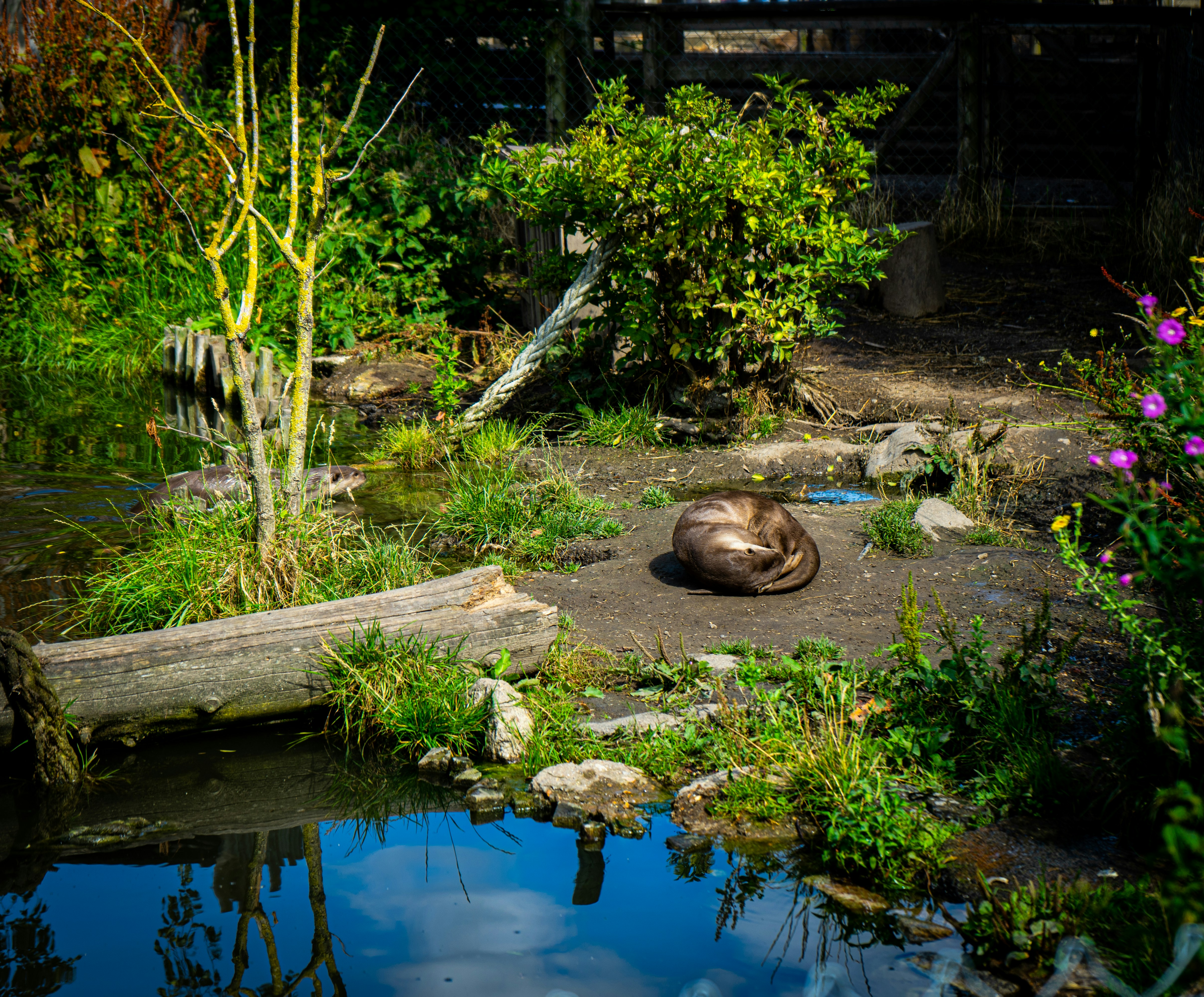 a dog laying on the ground in a garden
