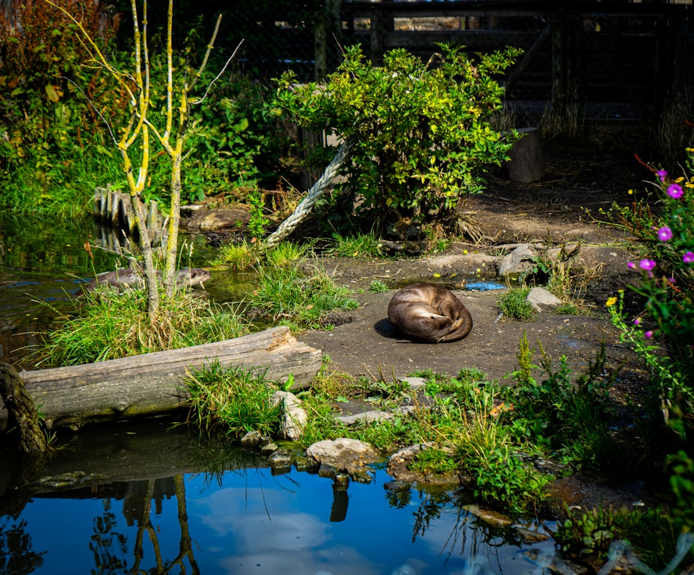 a dog laying on the ground in a garden