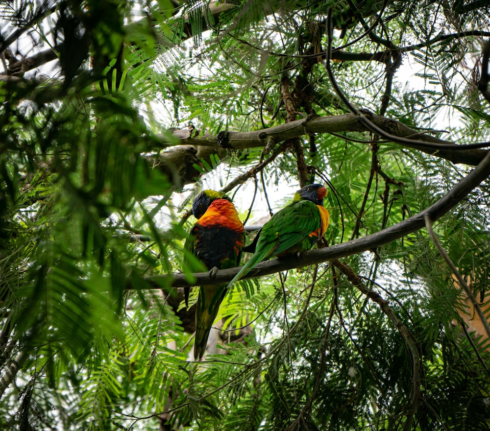 two colorful birds perched on a tree branch