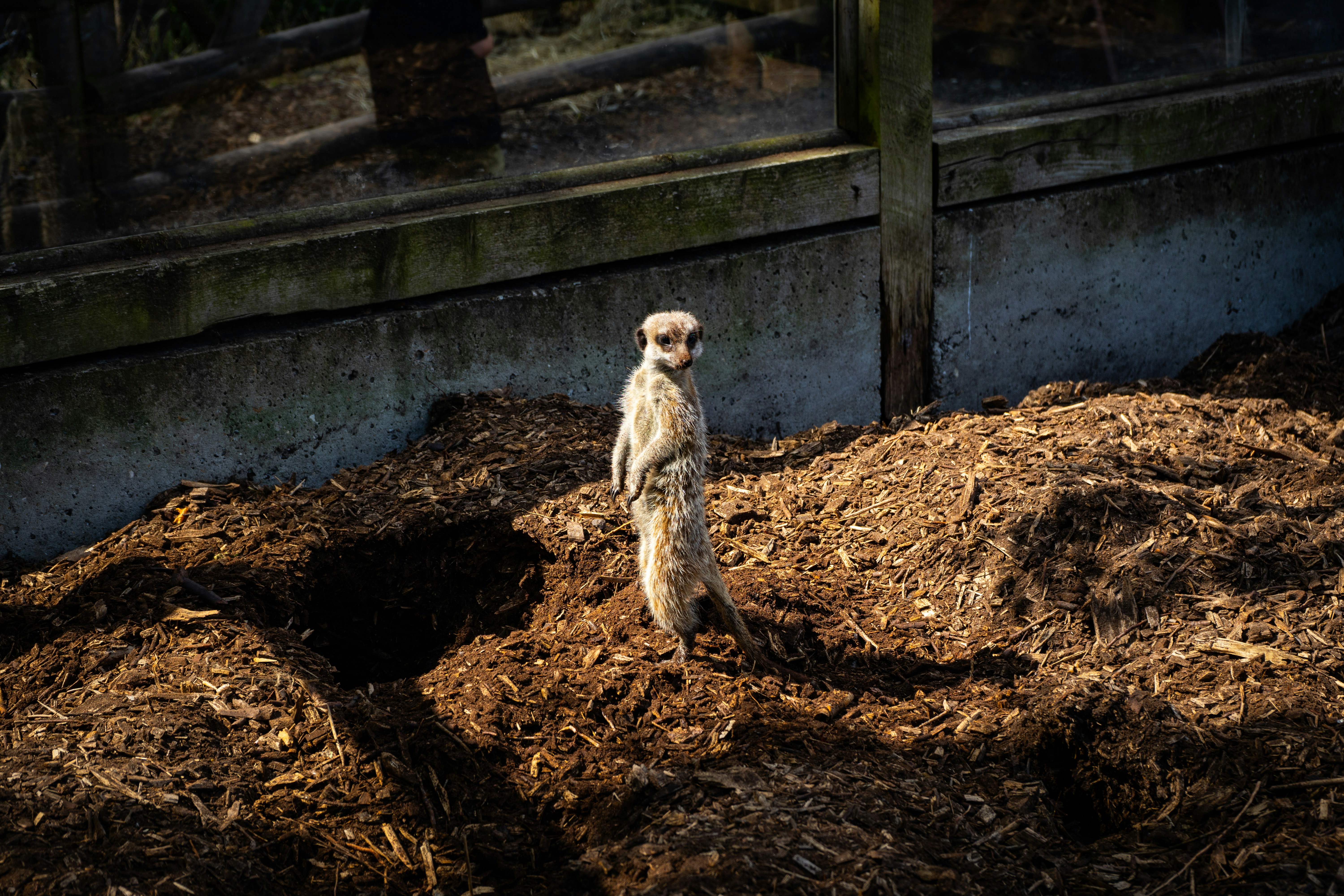 a meerkat standing on top of a pile of dirt
