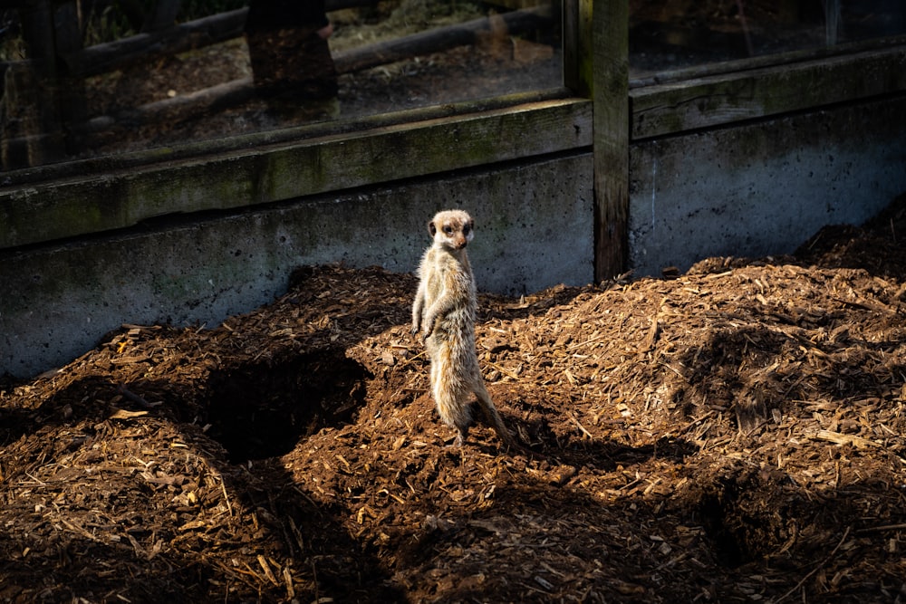 a meerkat standing on top of a pile of dirt
