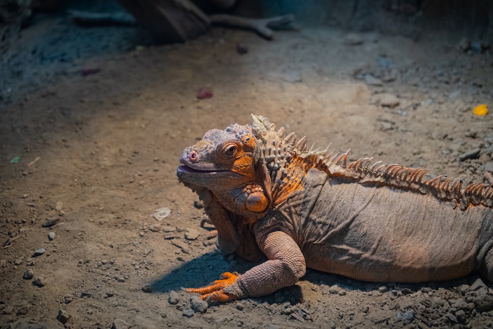 a large lizard laying on top of a dirt ground