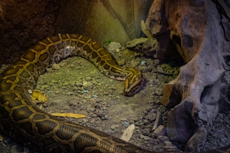 A large python is coiled on a rocky, earthy surface. The snake's patterned scales are prominently visible, exhibiting shades of brown and gold. The environment suggests a natural or zoo-like setting with a hint of foliage and a large piece of driftwood to the side, adding to the snake's habitat ambiance.