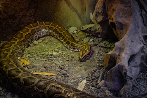 A large python is coiled on a rocky, earthy surface. The snake's patterned scales are prominently visible, exhibiting shades of brown and gold. The environment suggests a natural or zoo-like setting with a hint of foliage and a large piece of driftwood to the side, adding to the snake's habitat ambiance.