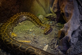 A large python is coiled on a rocky, earthy surface. The snake's patterned scales are prominently visible, exhibiting shades of brown and gold. The environment suggests a natural or zoo-like setting with a hint of foliage and a large piece of driftwood to the side, adding to the snake's habitat ambiance.