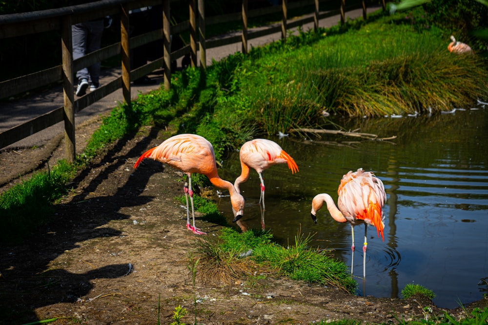 three flamingos are standing in the water near a fence
