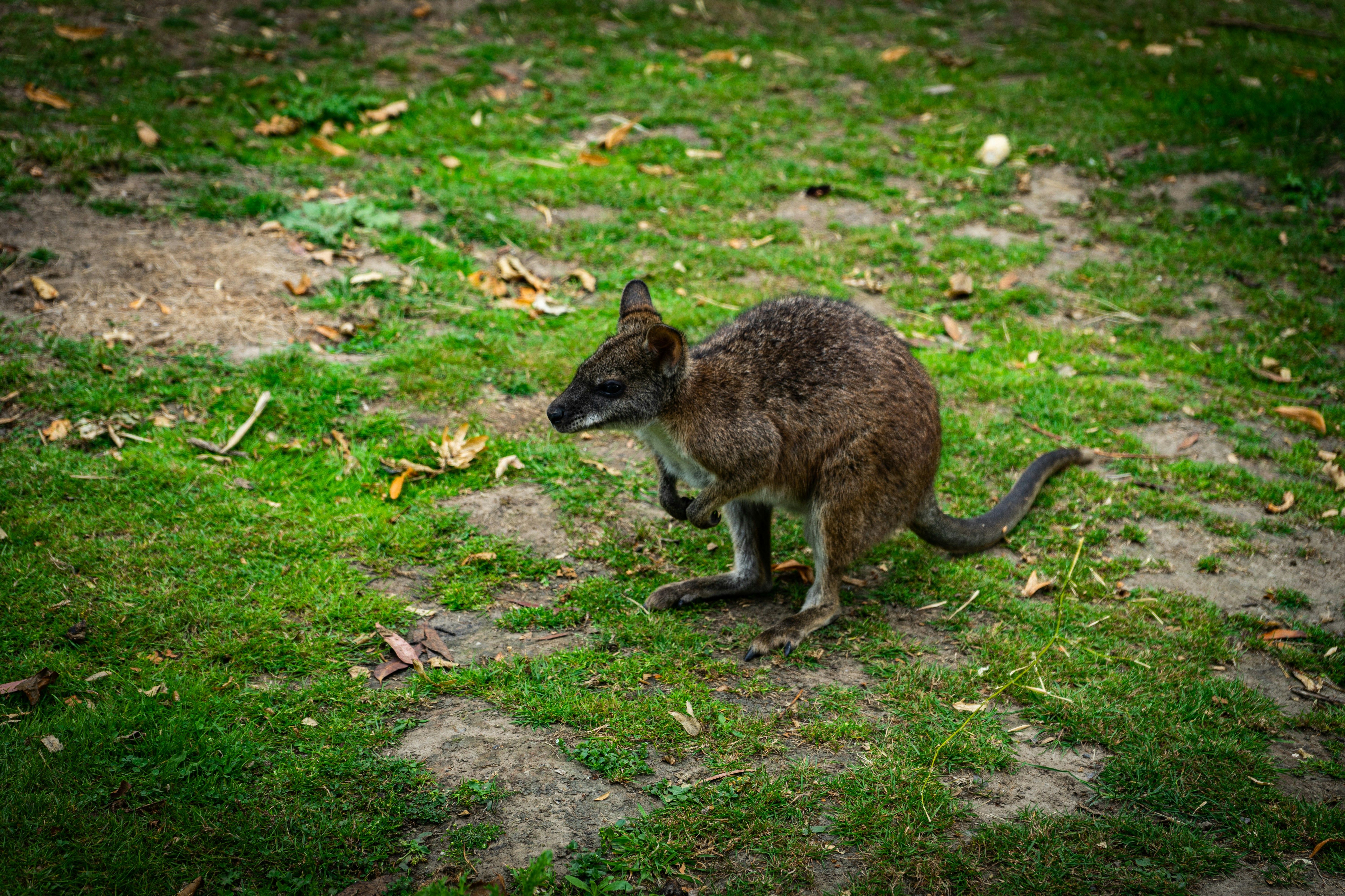 a kangaroo standing on top of a lush green field