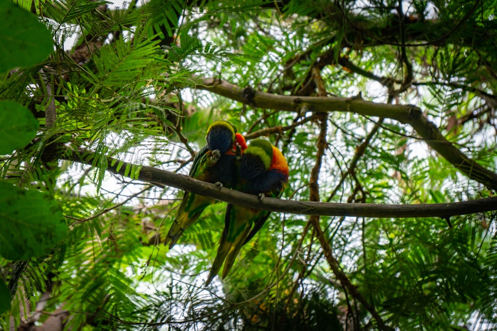 two colorful birds sitting on a branch of a tree