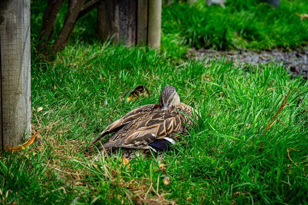 a bird sitting in the grass next to a tree