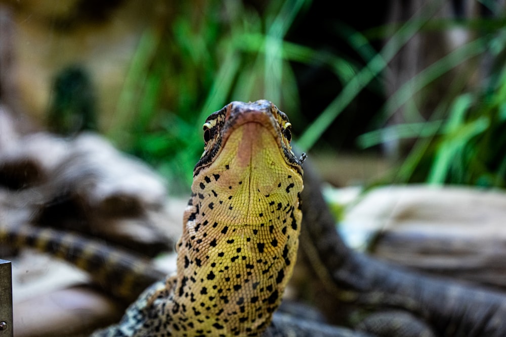 a close up of a snake with its mouth open