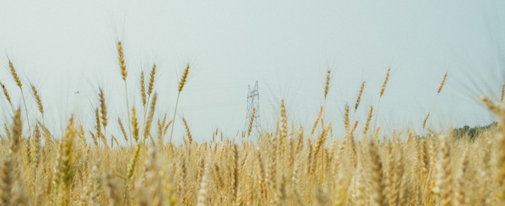 a field of tall grass with a cell phone tower in the background