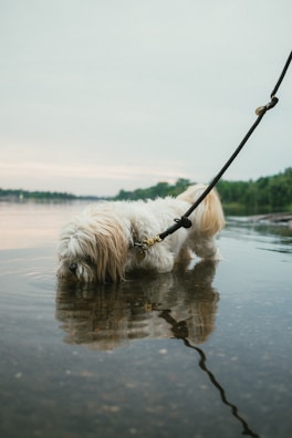 A small, fluffy dog with white and tan fur is standing in shallow water by a calm body of water, drinking with its leash visible. The surrounding environment includes a soft, overcast sky and a line of trees in the background, reflected in the water's surface.