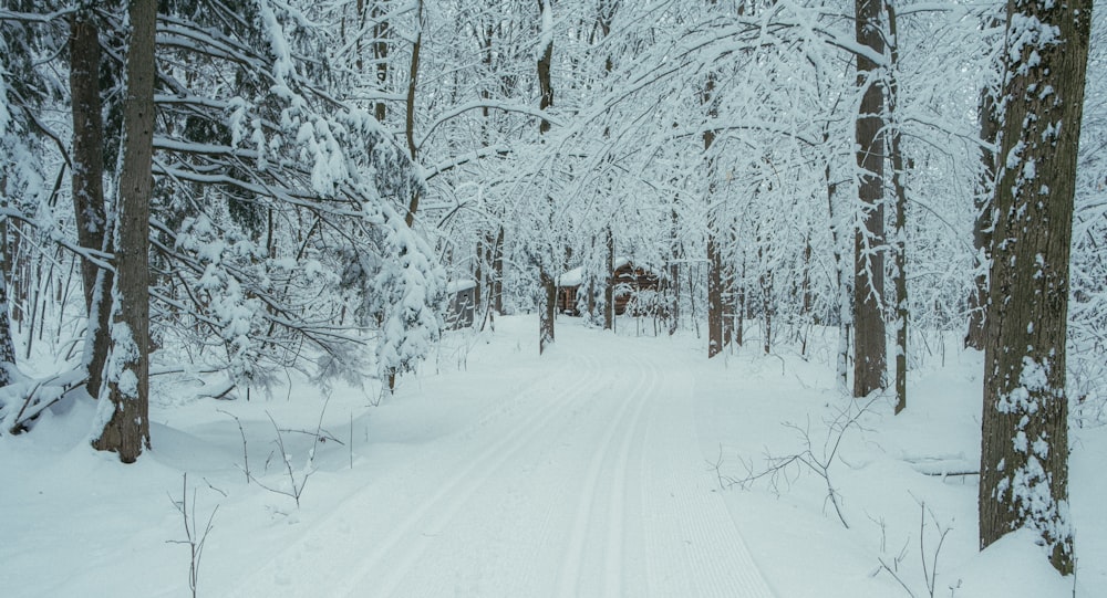 a path through a snowy forest with a cabin in the distance