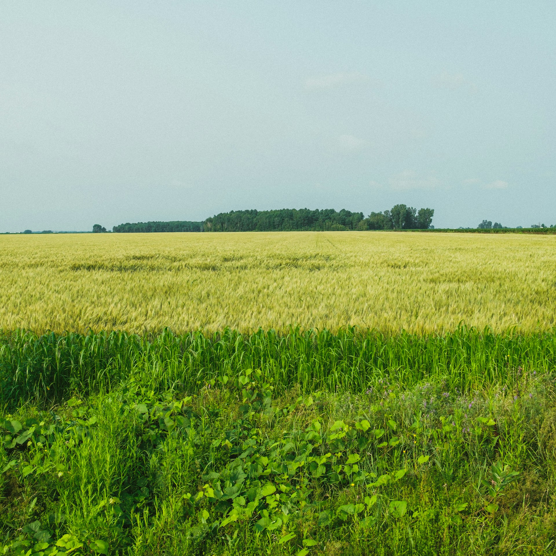 a large field of grass with trees in the background