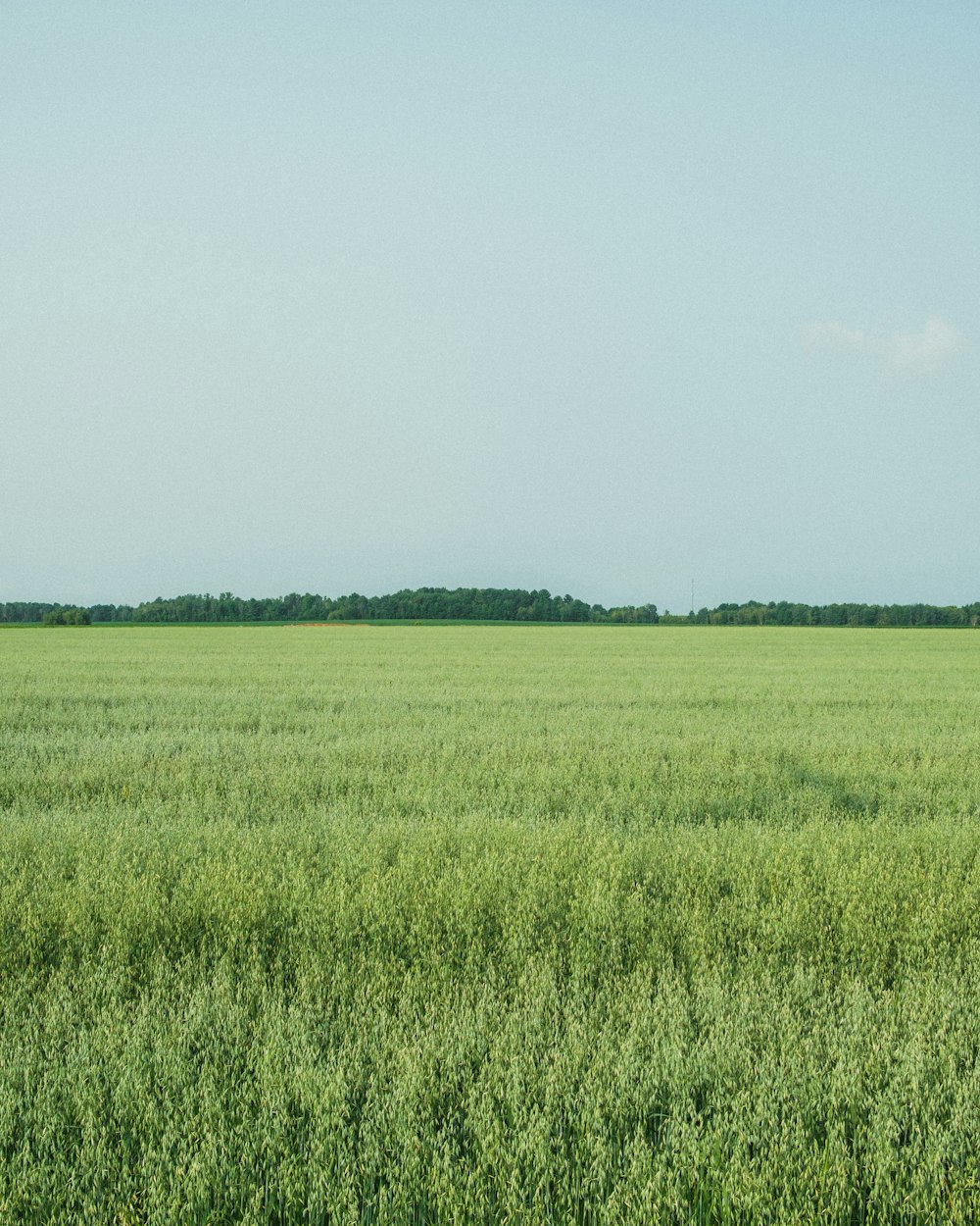 a large field of green grass with trees in the background