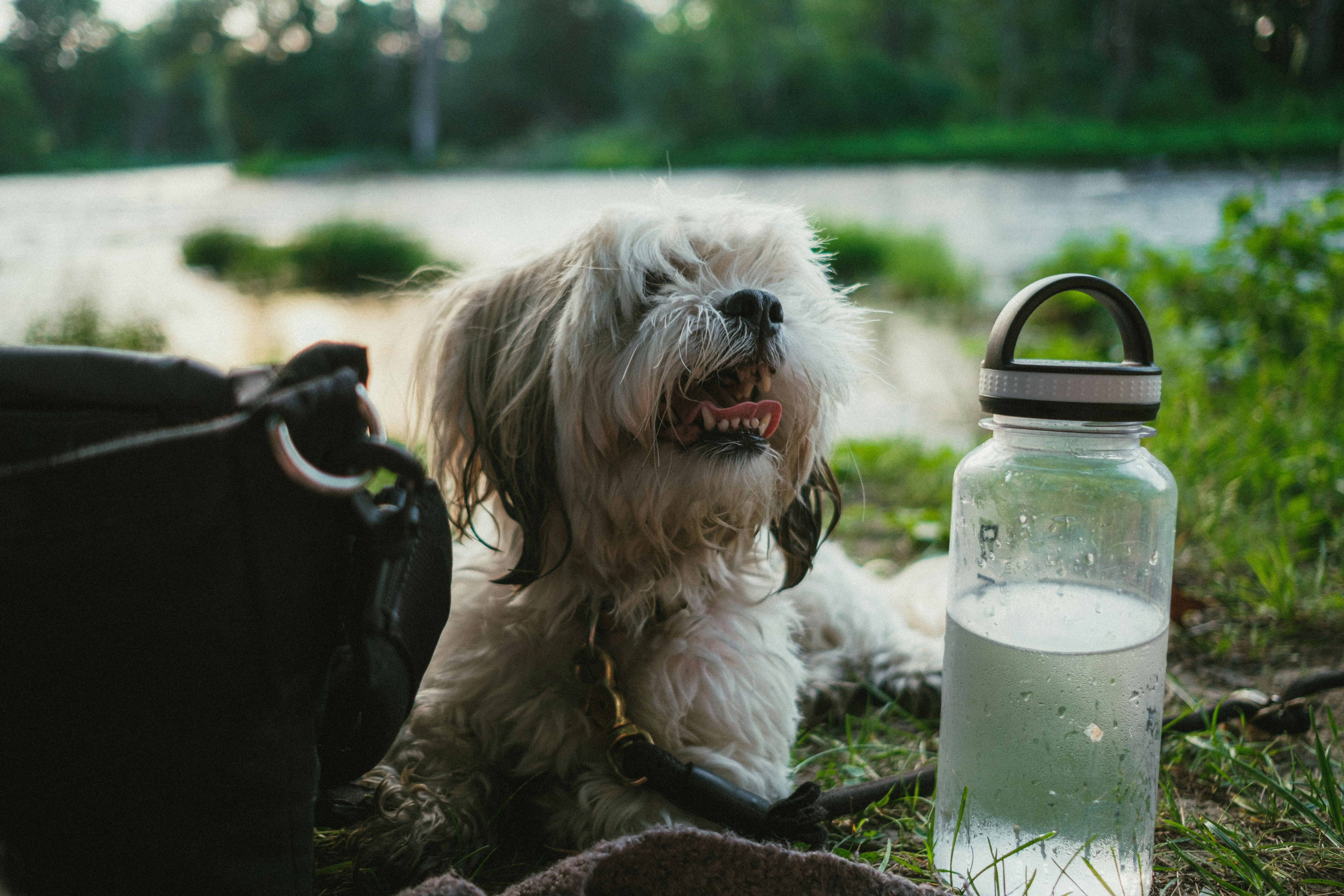 Best Dog Water Bottles for Travel & Walks (2026 Buyer’s Guide)