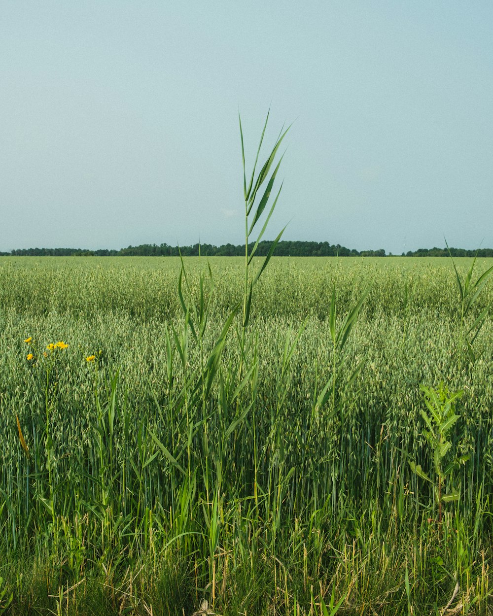 a field of tall grass with a sky in the background