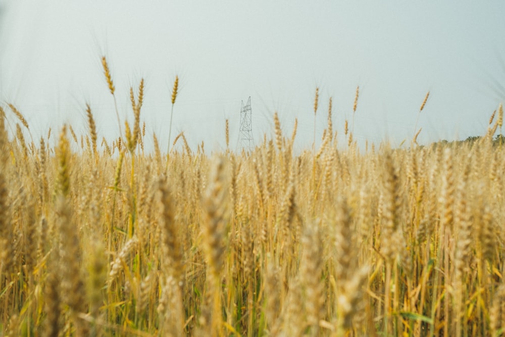 a field of tall grass with a telephone tower in the background