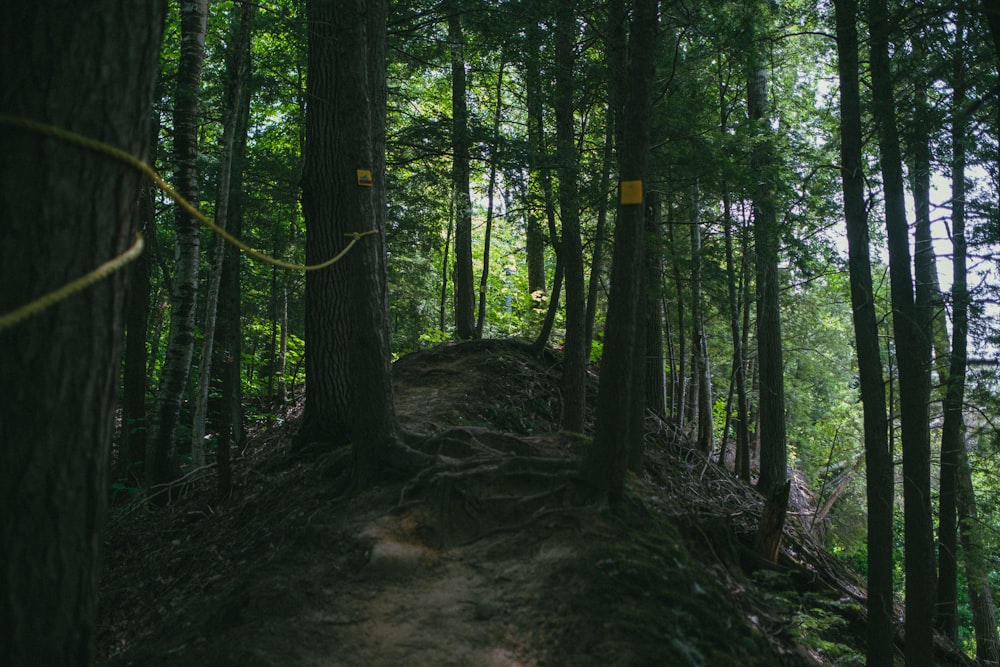 a dirt path in the middle of a forest