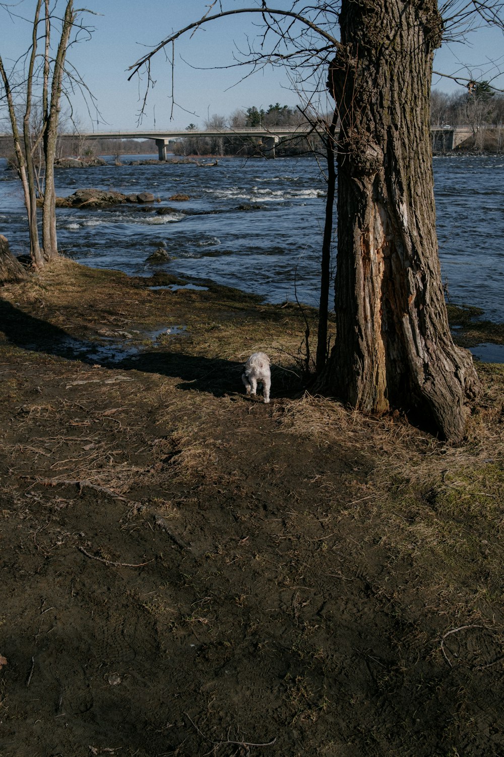 a dog standing next to a tree near a body of water