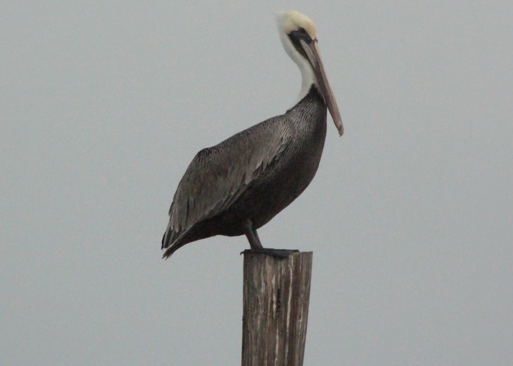 a pelican sitting on top of a wooden post