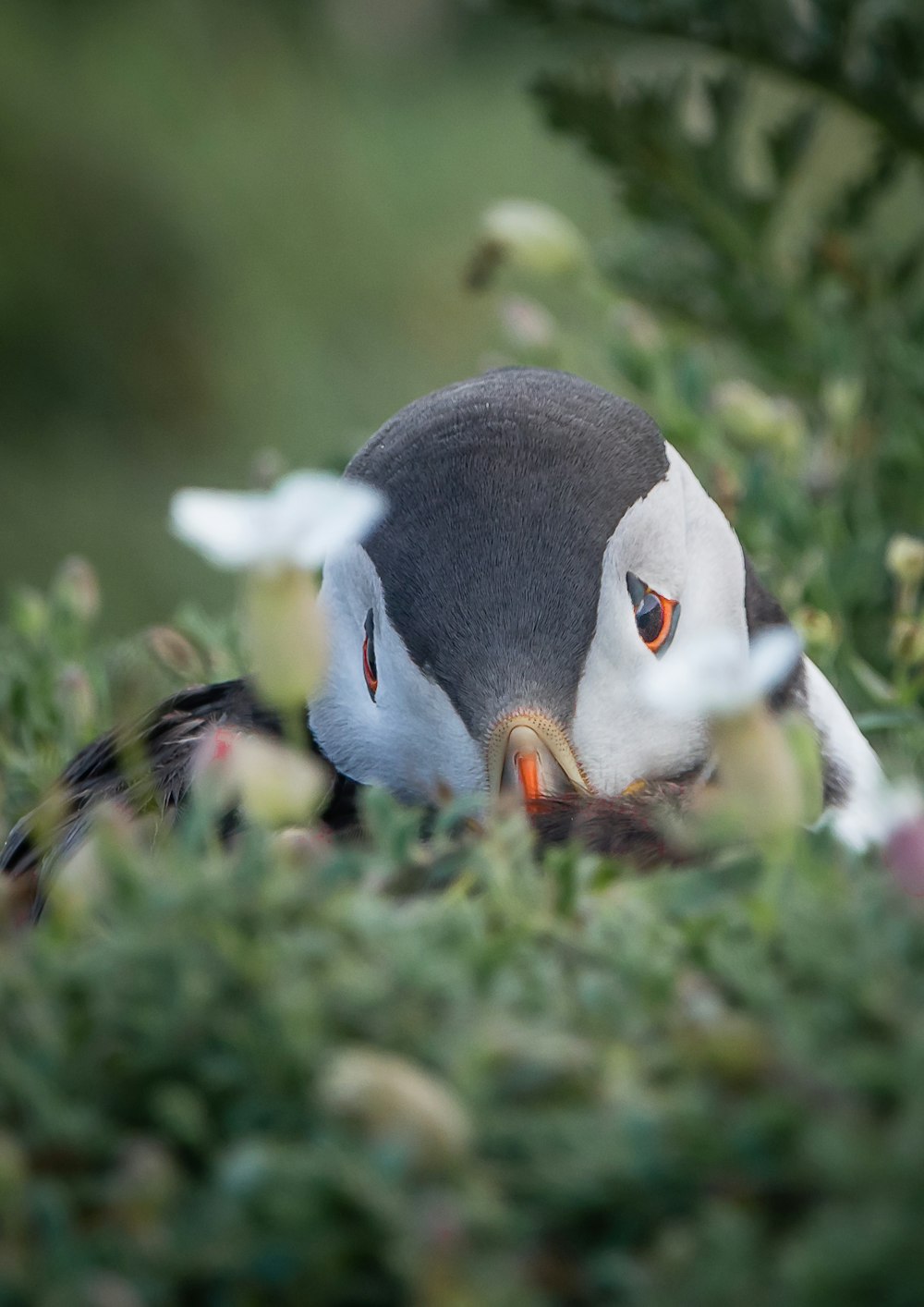 a close up of a bird in the grass