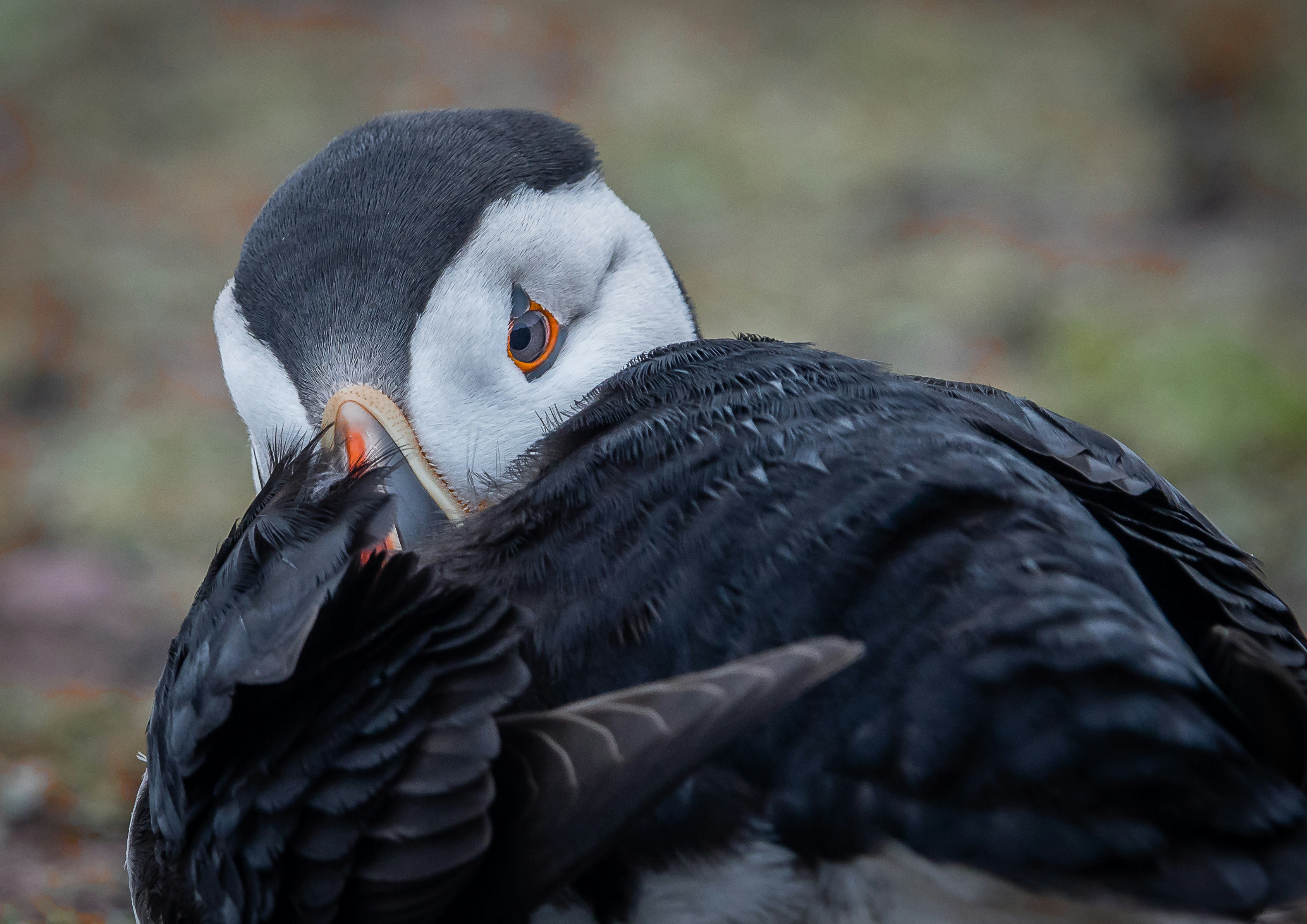 Photo by norfolkboy14