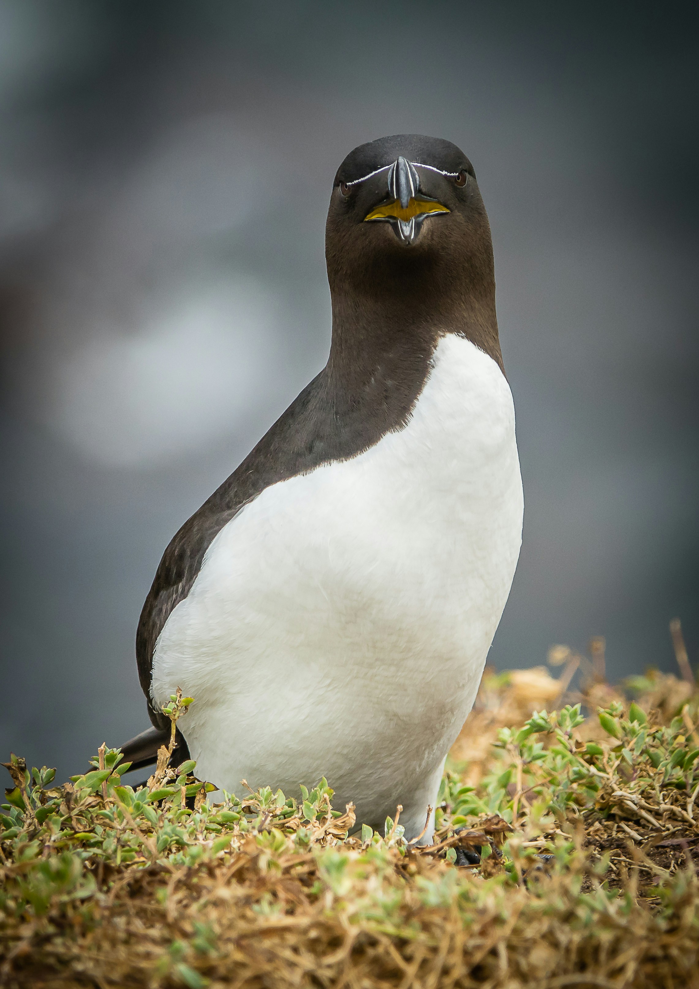 Photo by norfolkboy14