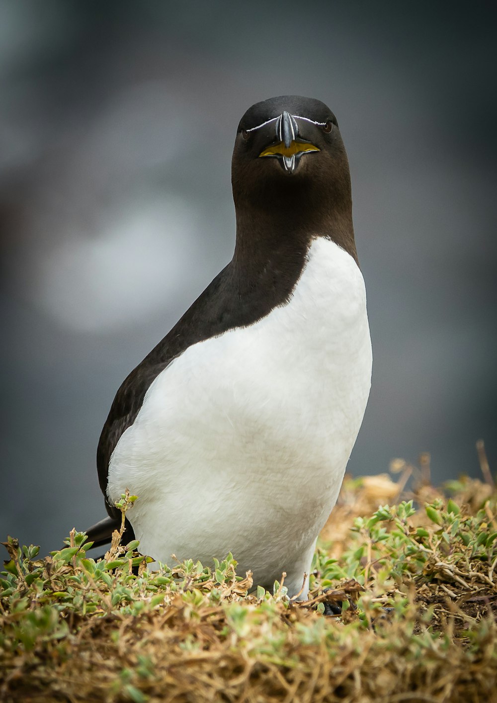 a black and white bird sitting on top of grass