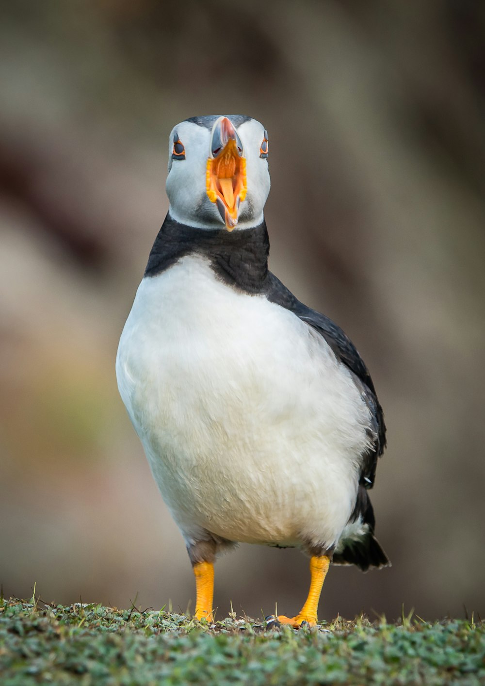 a black and white bird with a yellow beak