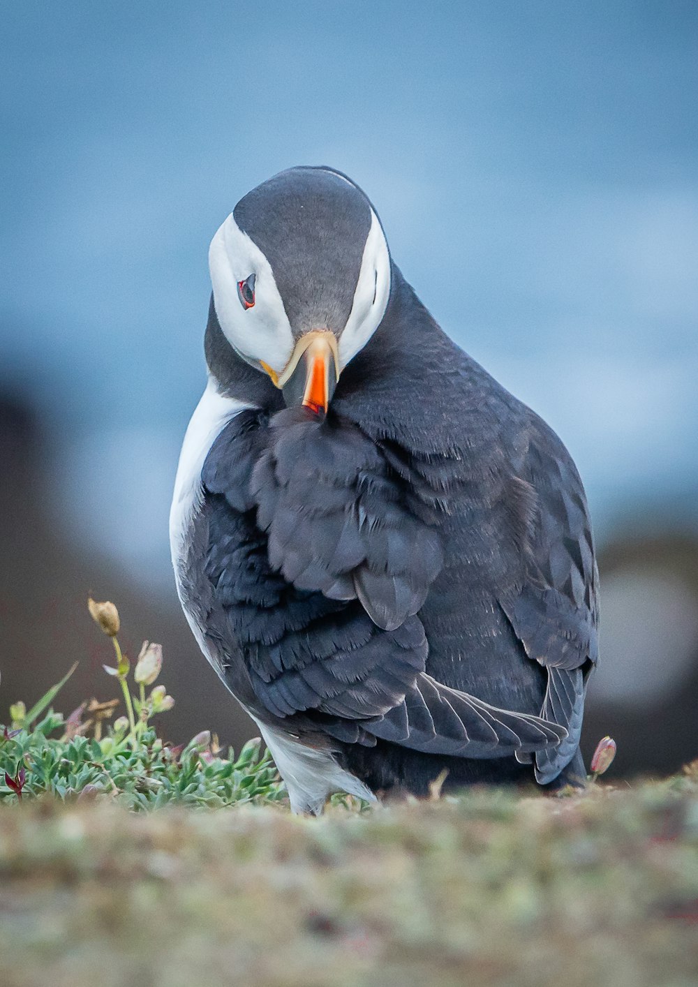 a black and white bird sitting on the ground