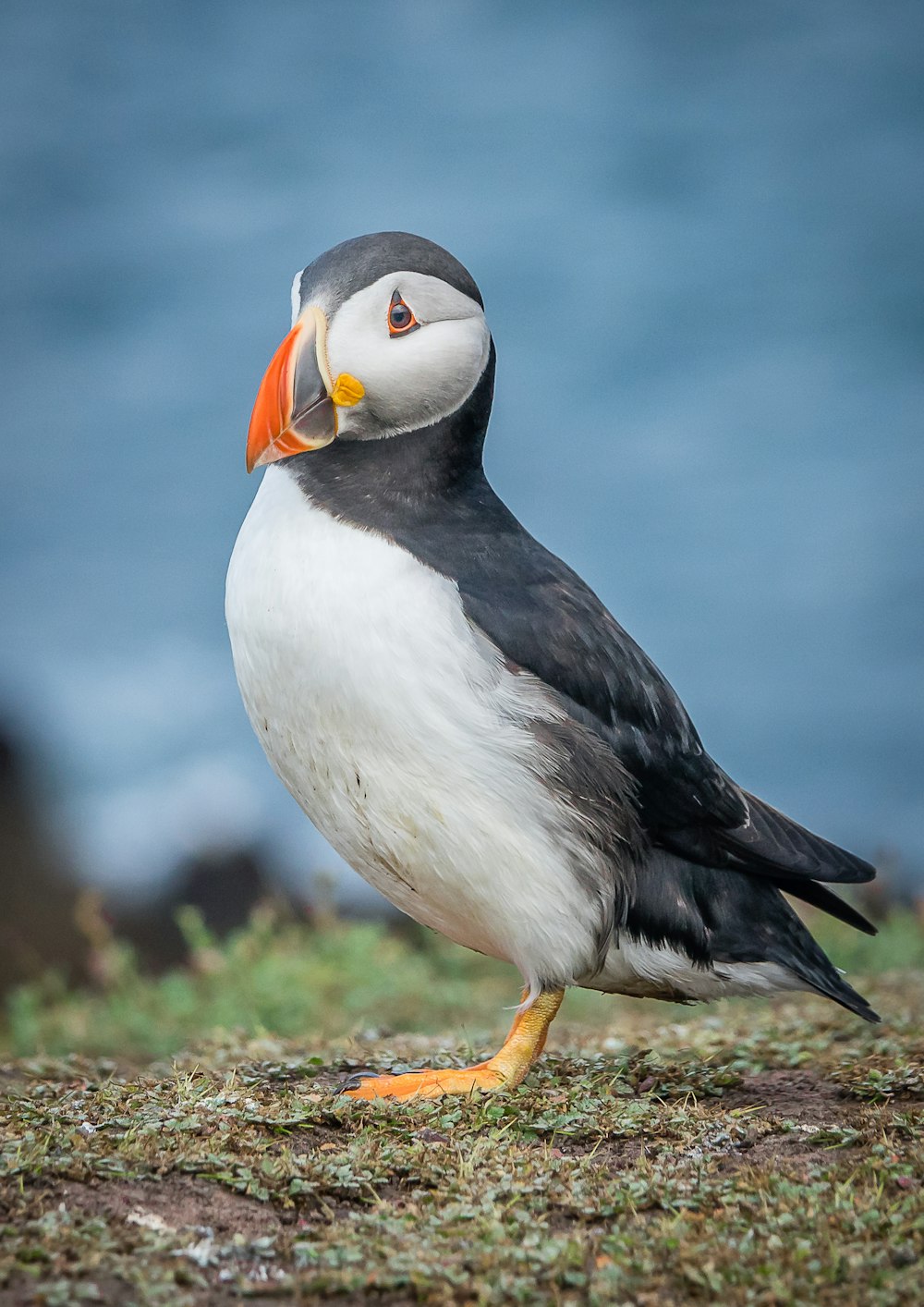 a black and white bird with an orange beak