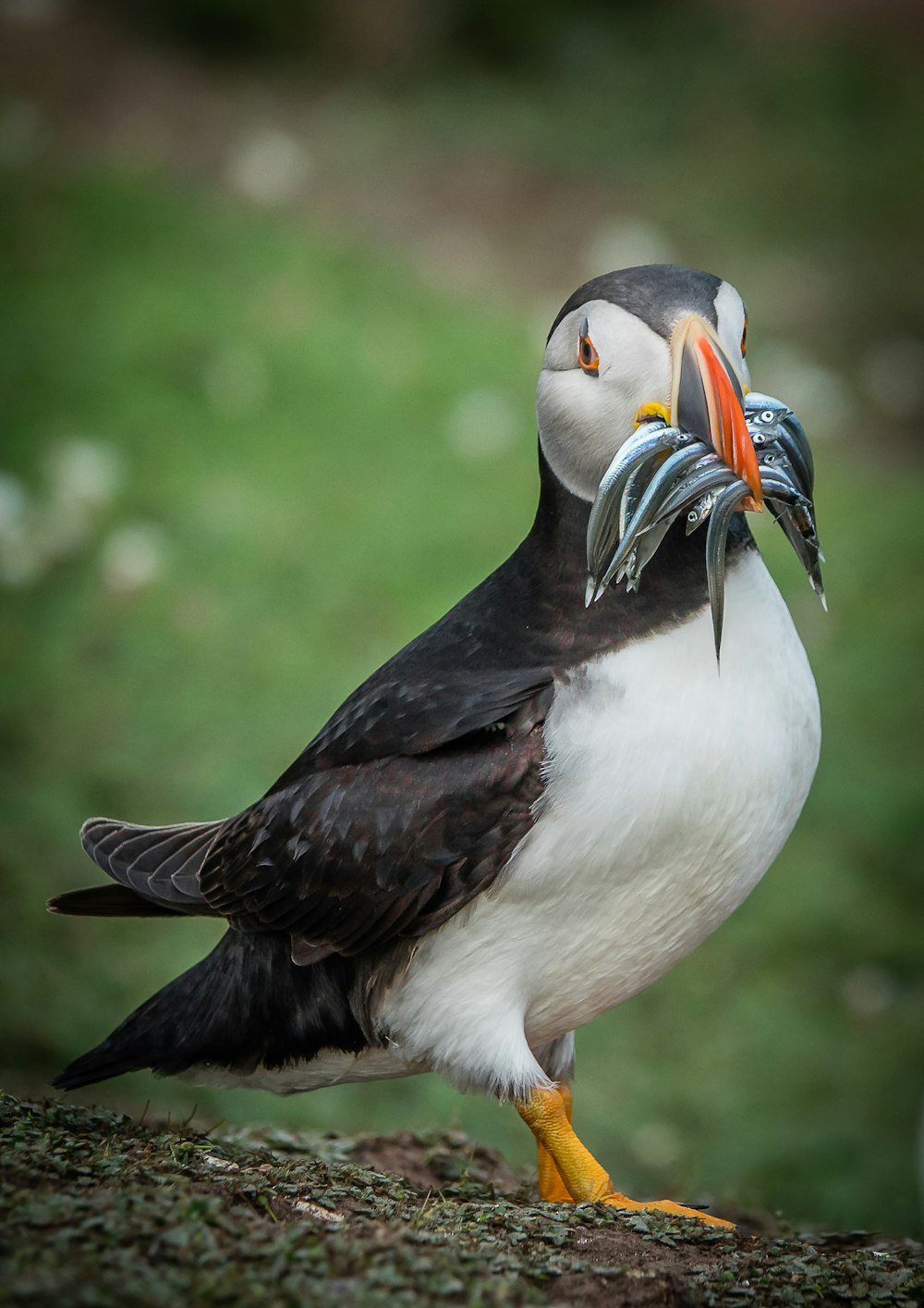 Un pájaro blanco y negro con un pez en su pico