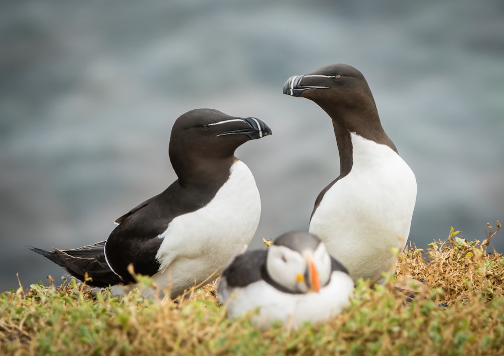 Un par de pájaros que están parados en la hierba