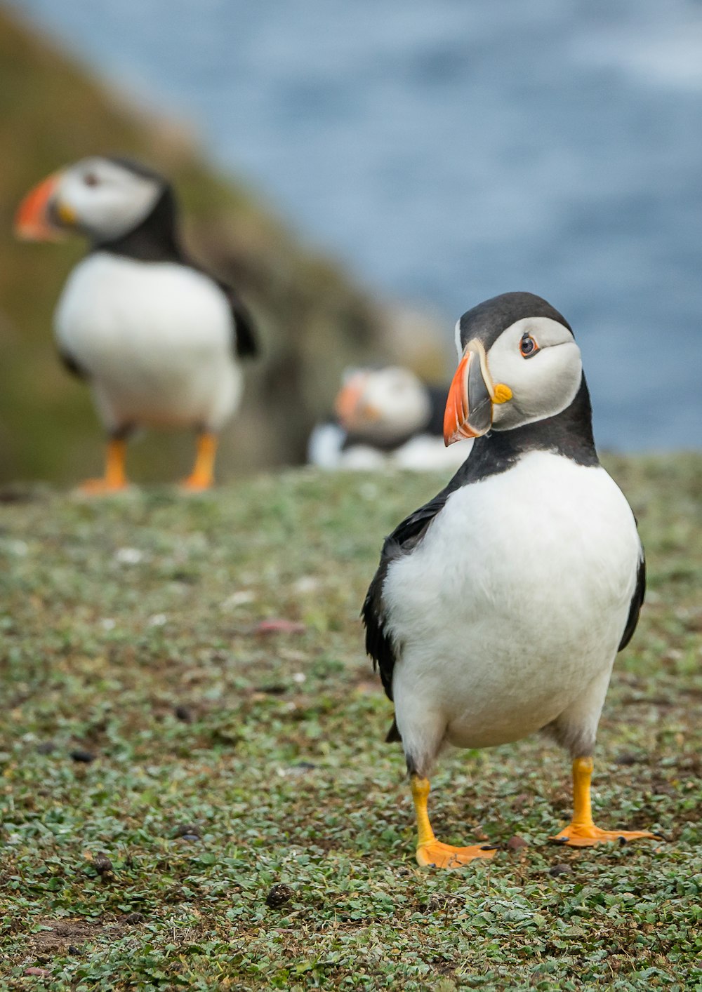 Un grupo de pájaros parados en la cima de un campo cubierto de hierba