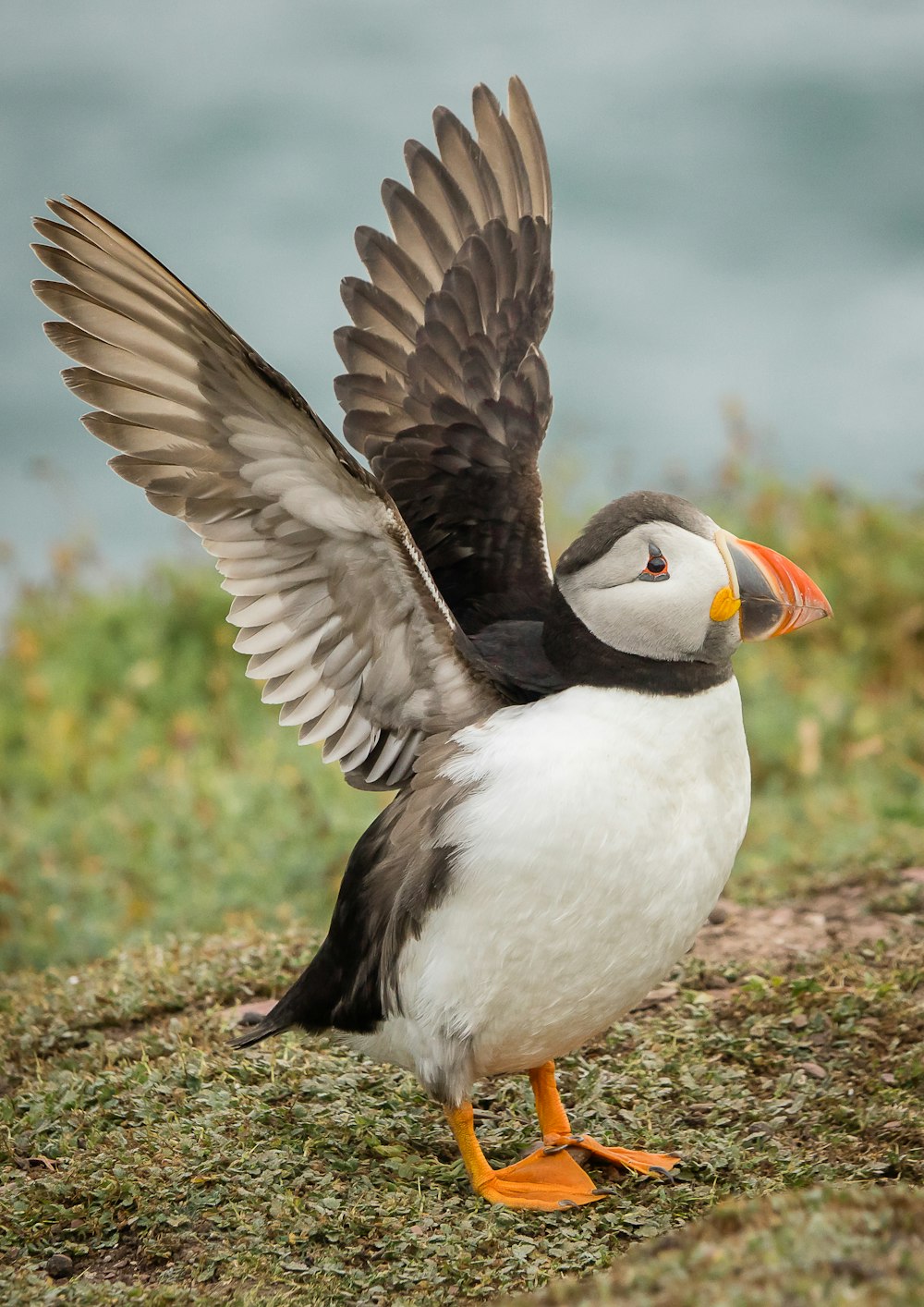 Un pájaro hinchado con sus alas extendidas