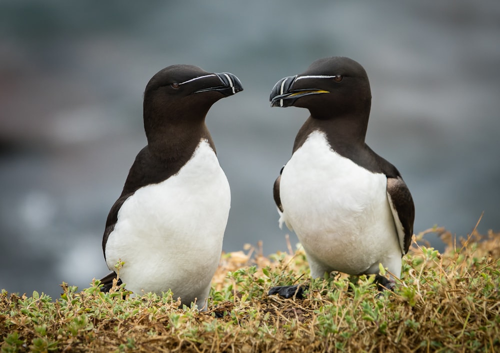 two black and white birds standing next to each other