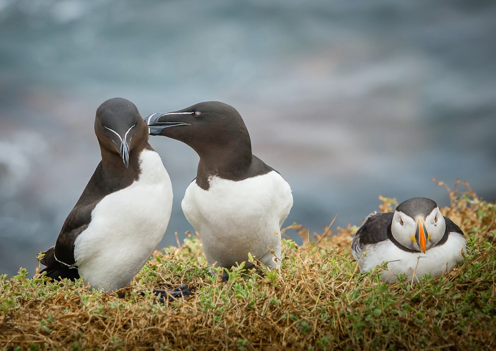 a couple of birds that are standing in the grass