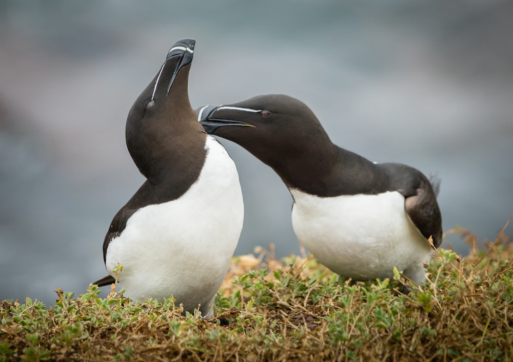 a couple of birds that are standing in the grass