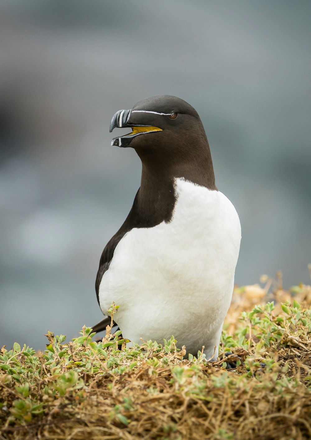 a black and white bird with a yellow beak