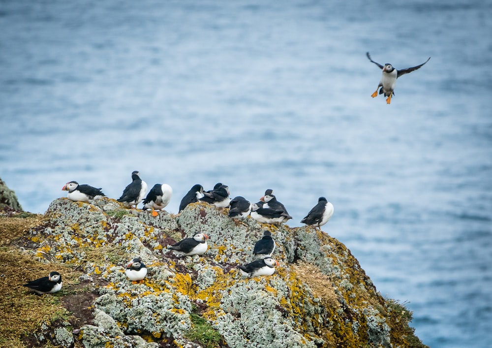 a flock of birds sitting on top of a rock