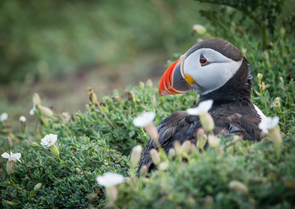 a close up of a bird in a field of flowers