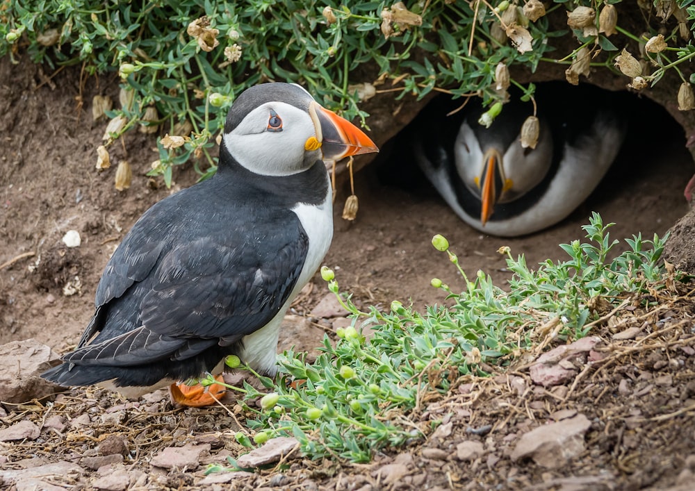 a black and white bird with an orange beak