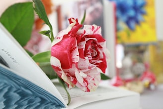 A variegated pink and white rose lies on top of an open book. The pages of the book partially show text and an image with blue waves. In the background, abstract colorful blur hints at a vibrant setting.